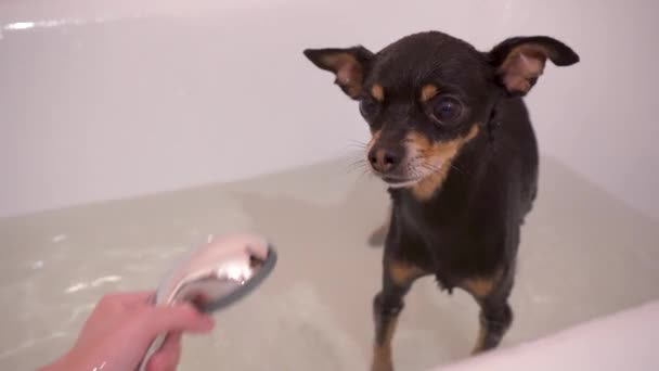 Pequeno Cão Preto Toy Terrier Chuveiro Lavar Cuidar Cão Close — Vídeo de Stock