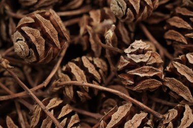 Metasequoia glyptostroboides konilerinin makro fotoğraf arkaplanı. Yukarıdan görüntüle