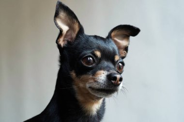 Küçük sevimli teriyer köpek düz görünüyor, beyaz arka planda izole edilmiş, yakın plan.