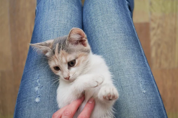 Cute Little Colored Kitten Lies Lap Girl Top View — Stock Photo, Image