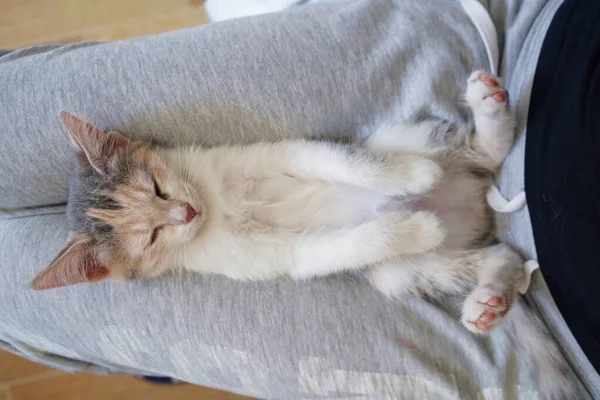 Schattig Klein Gekleurd Katje Ligt Rug Schoot Van Een Meisje — Stockfoto