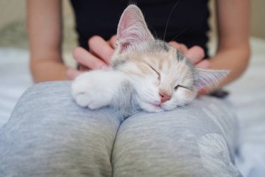 Sevimli küçük renkli kedi yavrusu kameranın önünde genç bir kadının kucağında yatıyor. Kadın kediyi okşuyor. Hayvan sevgisi konsepti. Seçici odak