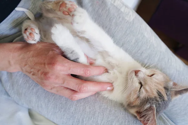 Gatinho Bonito Pouco Colorido Encontra Parte Trás Colo Uma Menina — Fotografia de Stock