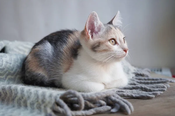 Lindo Gatito Tricolor Encuentra Una Manta Lana Cálida Gris Con —  Fotos de Stock