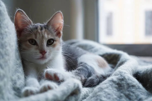 Cute Tricolor Kitten Lies Gray Warm Woolen Blanket Fringe Concept — Stock Photo, Image