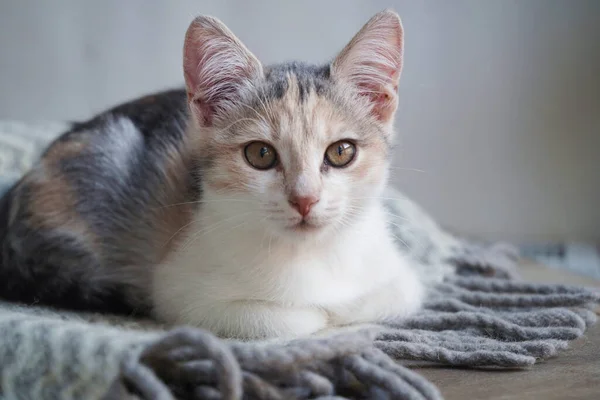 Schattig Driekleurig Kitten Ligt Een Grijs Warme Wollen Deken Met — Stockfoto
