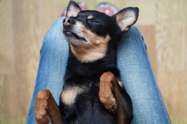 Kucağında bir kadının sırtüstü uzanan sevimli siyah köpek yavrusu teriyeri. Hayvanlara duyulan sevgi kavramı.