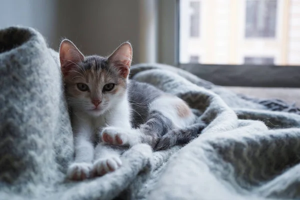 Cute Tricolor Kitten Lies Gray Warm Woolen Blanket Fringe Concept — Stock Photo, Image