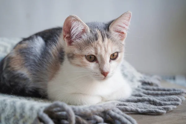 Lindo Gatito Tricolor Encuentra Una Manta Lana Cálida Gris Con —  Fotos de Stock