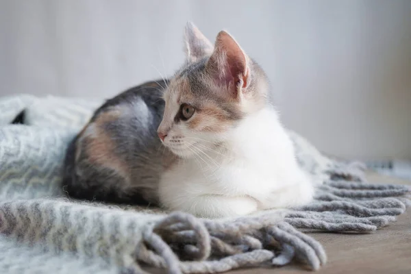 Niedliche Tricolor Kätzchen Liegt Auf Einer Grauen Warmen Wolldecke Mit — Stockfoto