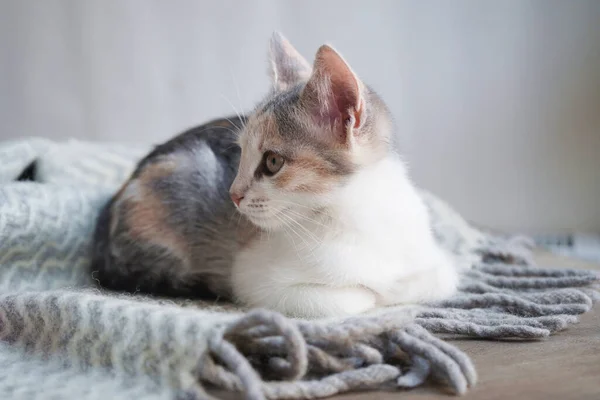 Schattig Driekleurig Kitten Ligt Een Grijs Warme Wollen Deken Met — Stockfoto