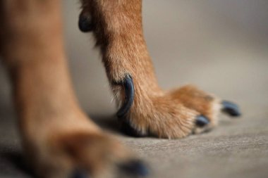 Kahverengi ahşap arka planda küçük bir köpeğin uzun pençelerine sahip Makro fotoğraf pençeleri. Köpek kılı yakın plan..