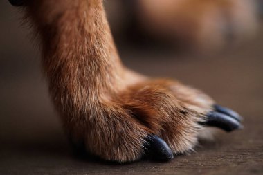 Kahverengi ahşap arka planda küçük bir köpeğin uzun pençelerine sahip Makro fotoğraf pençeleri. Köpek kılı yakın plan..