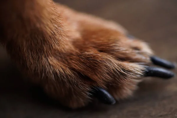 Macro Foto Patas Con Garras Largas Perro Pequeño Sobre Fondo —  Fotos de Stock