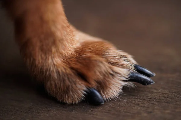 Kahverengi Ahşap Arka Planda Küçük Bir Köpeğin Uzun Pençelerine Sahip — Stok fotoğraf