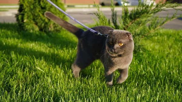 Gato Prega Cinza Escocês Anda Uma Coleira Grama Verde Luz — Fotografia de Stock