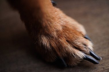 Kahverengi ahşap arka planda küçük bir köpeğin uzun pençelerine sahip Makro fotoğraf pençeleri. Köpek kılı yakın plan.