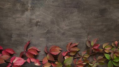 Sonbahar zamanı. Eski kahverengi ahşap arka planda kırmızı ve yeşil yaprakları olan, ağaçsı üzümler dalında Parthenocissus quinquefolia, üst taraf, düz alan, kopyalama alanı. Sonbahar arkaplan kavramı.