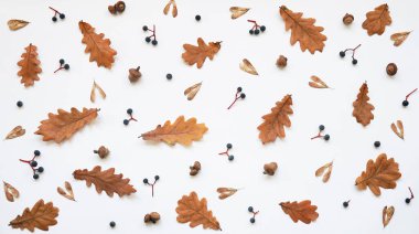 Sonbahar kompozisyonu. Kurumuş meşe yaprakları, yabani üzümler Partenosissus ve beyaz arka planda meşe palamutları. Sonbahar, sonbahar, Şükran Günü konsepti. Düz yatış, üst görünüm.