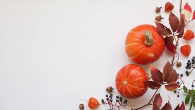 Sonbahar kompozisyonu. Kabak deseni, fizsalis, beyaz arka planda yabani Partenosissus üzümü ve meşe palamudu. Sonbahar, sonbahar, Şükran Günü konsepti. Düz konum, üst görünüm. Boşluğu kopyala.