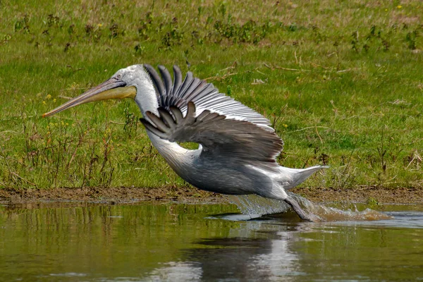 Dalmaçyalı Pelikan (Pelecanus crispus), arka planda sazlıklar ve sıcak güneş ışığıyla Romanya 'nın Tuna Deltası gölünde yüzdükten sonra havalandı
