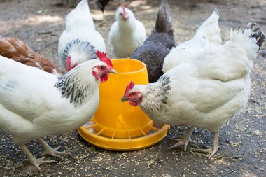 Beyaz tavuklar, çiftlik kuşları özel bir besleyiciden yemek yerler. Yüksek kalite kuşlar. Çevre dostu ekonominin evi. Et için kuş yetiştiriyorum. Açık havada kuşlar var. Yakın plan fotoğraf..