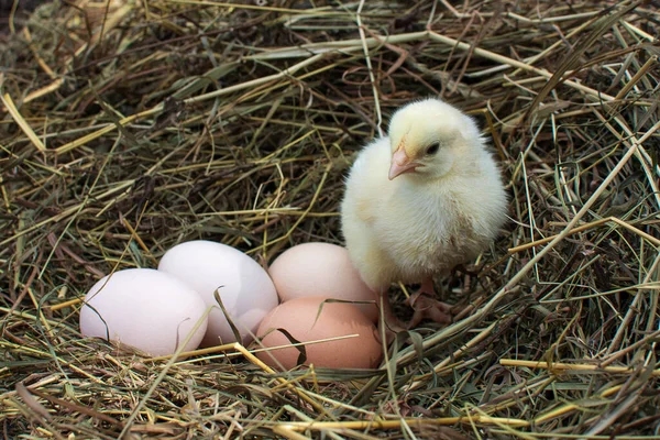 Small, fluffy, yellow chicken in the nest. There are four more eggs nearby. Birth. The birth. Firstborn. Loneliness, expectation. Close-up photo.