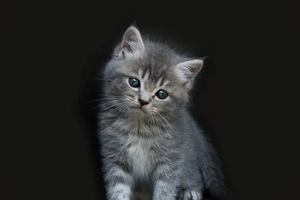 灰色纯种小猫的肖像 猫在黑色的背景上 照片在一个低调 小猫咪在看 — 图库照片