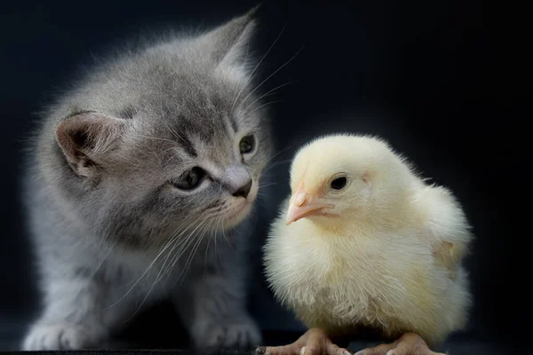 Klein Grijs Katje Kijkt Nieuwsgierig Naar Een Geelachtige Kip Een — Stockfoto