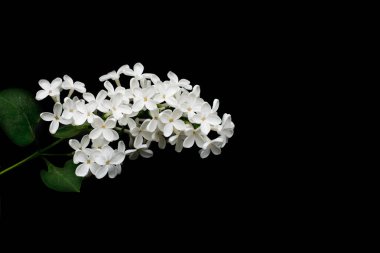 Siyah arka planda beyaz bir leylak dalı. Bir çiçekte beş taç yaprağı. Fotoğraf yatay olacak. Seçici odaklanma. Fotoğraf gösterişsiz.