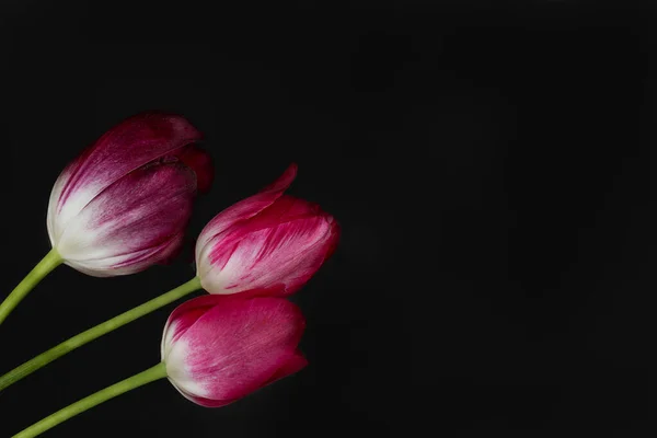 Siyah arka planda üç parlak pembe ve kırmızı laleye yakın plan. Mekanın bir kopyası. Yatay fotoğraf