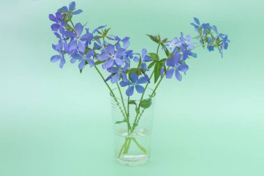 Bir vazo mavi bahar çiçeği soluk yeşil arka planda duruyor. Phlox Fikri - bir kartpostal için bir düzen, duvar kağıdı. Pastel renkte fotoğraf, yatay, yumuşak odak