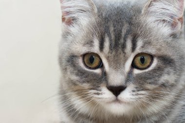 Siyah burunlu ve sarı yeşil gözlü genç bir tekir kedinin ağızlık kapağına yakın çekim. Keskin bakışlar. Yatay fotoğraf.