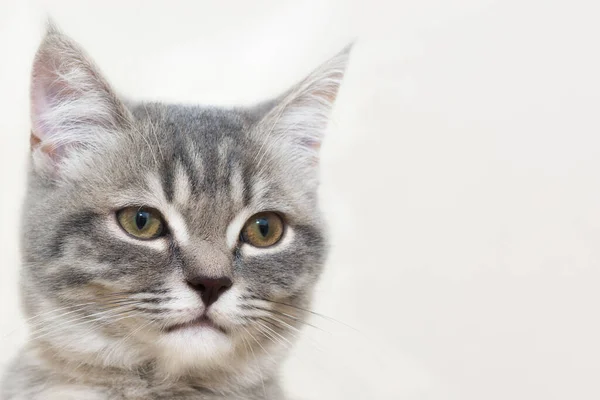고양이의 사진입니다 배경에 귀엽고 매력적 호기심을 고양이입니다 — 스톡 사진