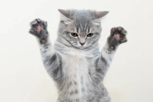Komik, ciddi, gri bir kedi yavrusu pençelerini kaldırmış ve arka planda uzanmış bir şekilde duruyor. Çerçeveye bakmıyor. Fotoğraf yakın plan, kırpılmış, yatay