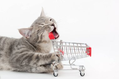 Beyaz bir arka planda, yakın plan, çok komik gri bir tekir kedi yavrusu süpermarketten gelen bir arabayı yalanlar ve kemirir. Yatay fotoğraf, yumuşak odak
