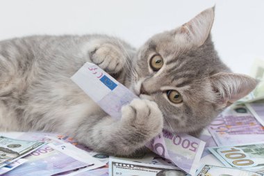 Yakın plan çekimde kedi yavrusu paranın üzerinde 500 avro yatıyor. Sarı gözleriyle çerçeveye bakıyor, gagasını ağzında tutuyor. Yatay fotoğraf, yumuşak odak