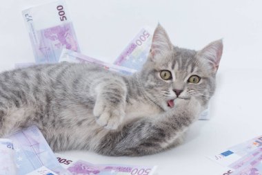 Güzel, sevimli bir kedi yavrusu paranın içinde yatar ve pençesini yalarken kameraya bakar. Yatay fotoğraf. konsept - zenginlik, durum, dinlenme, eğlence