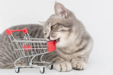 Hafif arka planda gri tekir kedi bir alışveriş arabasını yalanlar ve kemirir. Yatay fotoğraf. Fikir şu ki, satış bitti, herkes satın aldı.