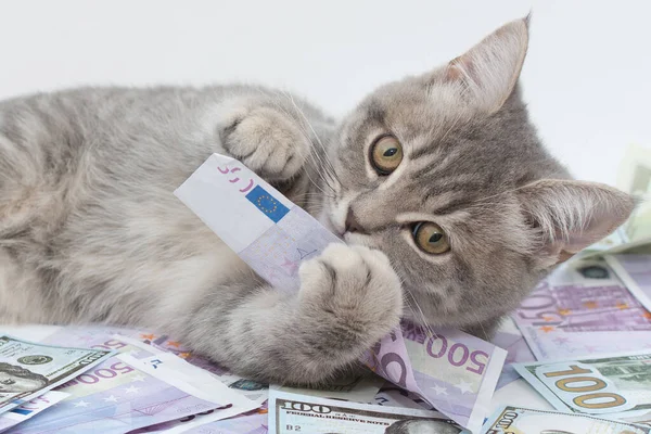 Yakın plan çekimde kedi yavrusu paranın üzerinde 500 avro yatıyor. Sarı gözleriyle çerçeveye bakıyor, gagasını ağzında tutuyor. Yatay fotoğraf, yumuşak odak