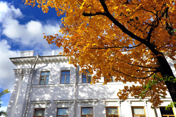 a beautiful white mansion with windows and a golden maple tree in the foreground. Autumn in the city park. St. Petersburg. Bottom up view, horizontal photo