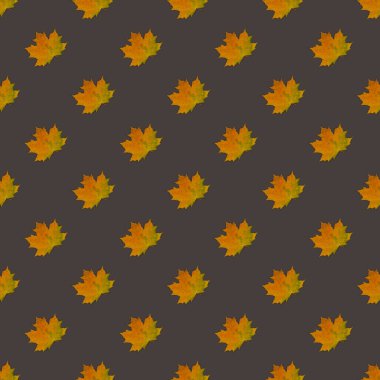 Koyu kahverengi arka planda, sonbahar akçaağaç yaprağı, güzel sarı renk. Sonbahar teması, pürüzsüz desen, arkaplan, tekrarlanan desen.