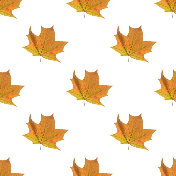 Bright yellow maple leaf on a white background. Seamless pattern. Background. Autumn theme. — Stock Photo, Image