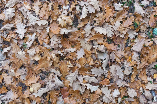 Marrón, hojas de roble de otoño se encuentran en el suelo en un patrón denso. Vista desde arriba. Antecedentes El concepto es decoración de otoño. — Foto de Stock