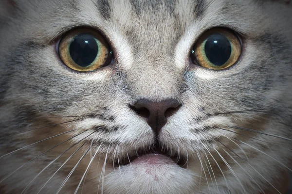 고양이의 얼굴을 클로즈업하는 놀래키기 — 스톡 사진