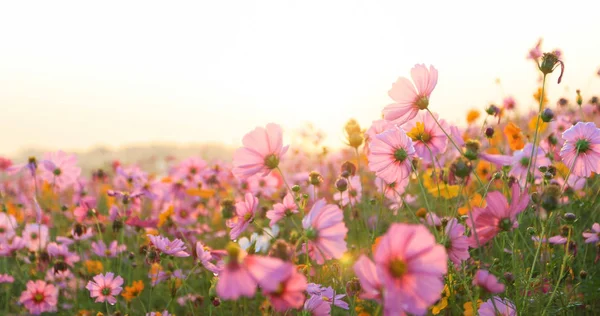 Belo campo de flores cosmos — Fotografia de Stock