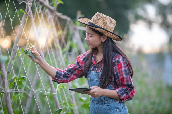 農業・有機野菜分野の検査技術を用いて、アジアの女性アグロノミストと農家 — ストック写真