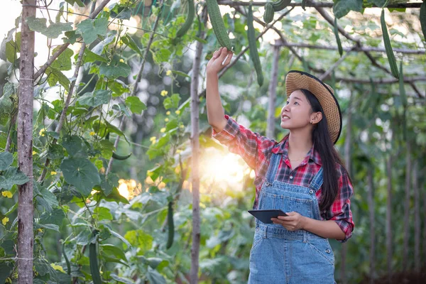 Asiatiska kvinnor Agronomist och jordbrukare som använder teknik för inspektion i jordbruks-och ekologiskt vegetabiliskt fält — Stockfoto