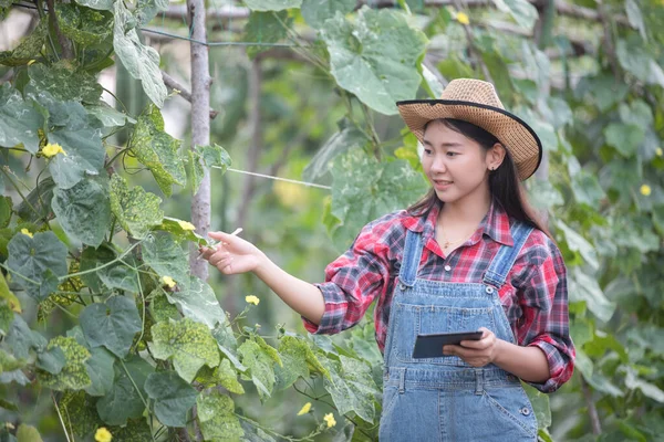 Asiatiska kvinnor Agronomer och lantbrukare Använda teknik för inspektion — Stockfoto