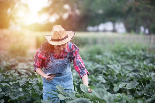 Asiatiska kvinnor Agronomer och lantbrukare Använda teknik för inspektion — Stockfoto